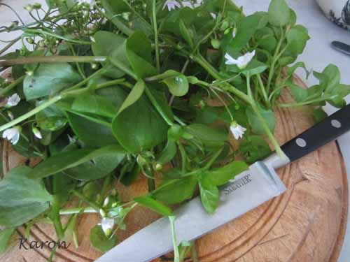 How To Make Chick Weed Salve