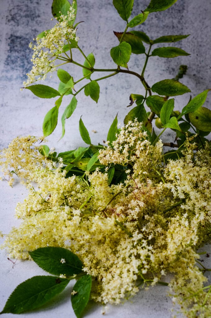 elderflowers