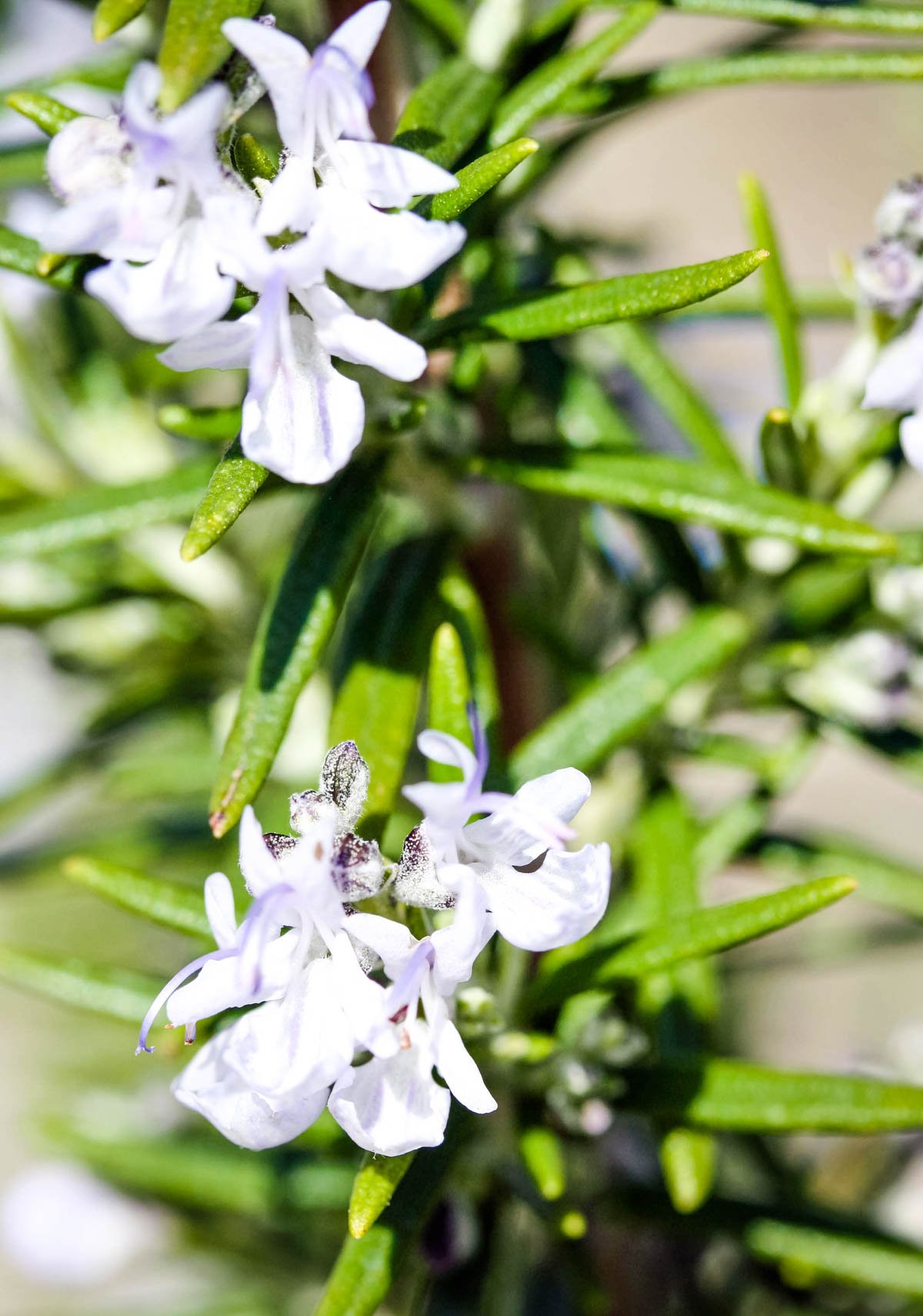 Rosemary And Mint Infused Vinegar Larder Love