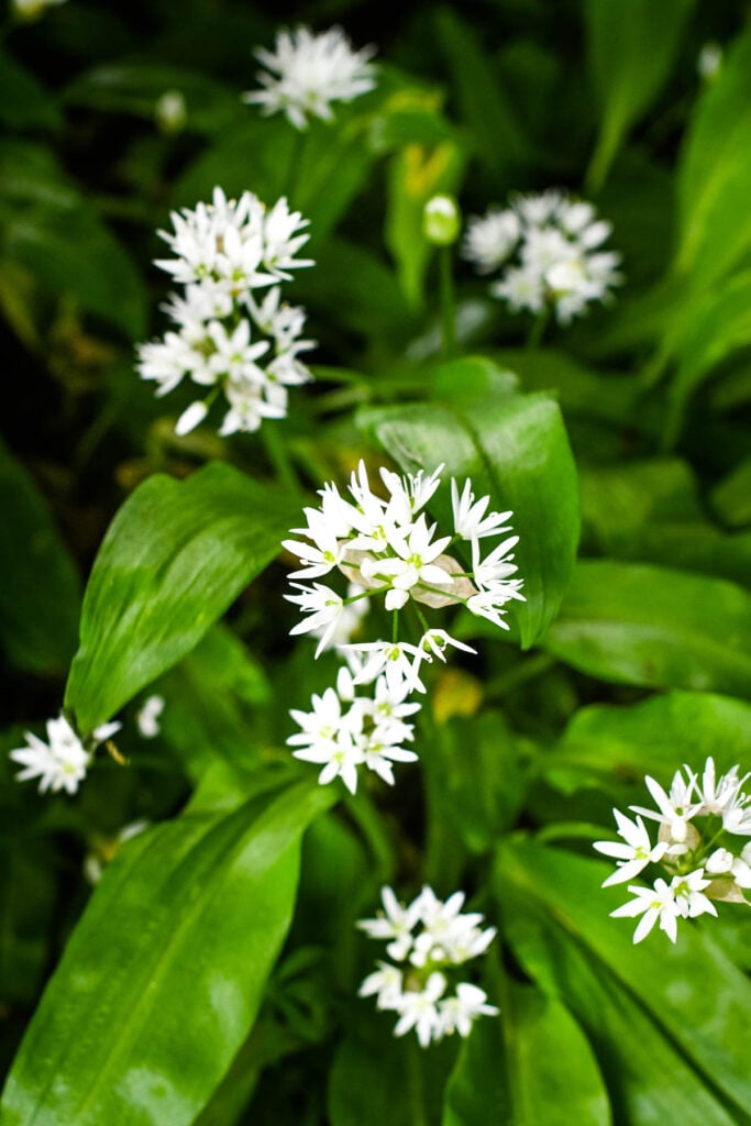 wild garlic plants with white flowers