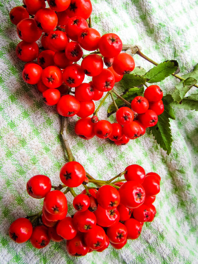 rowan berries