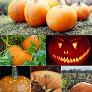 pumpkin urecipes by larder love