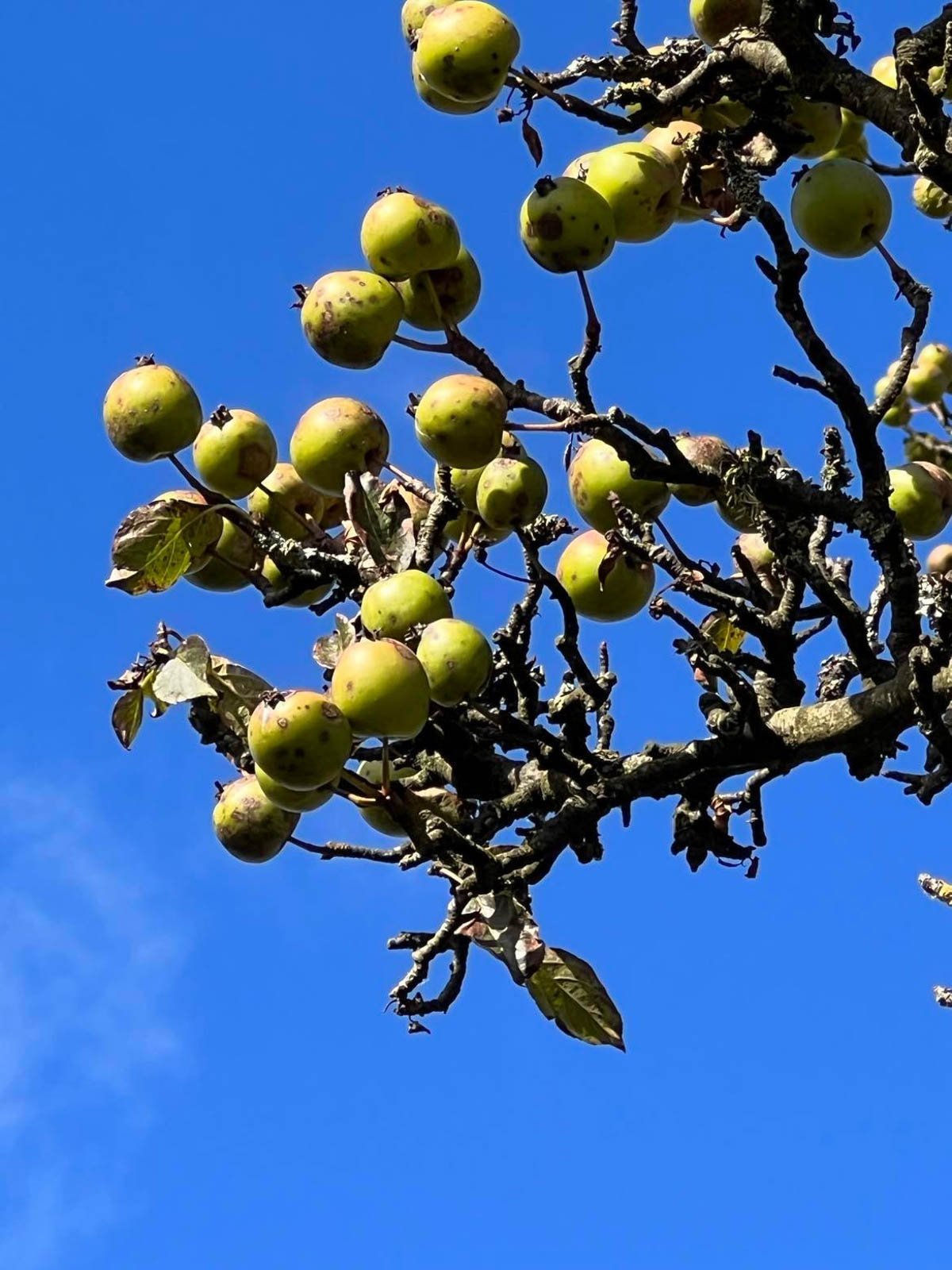 Can You Eat Crab Apples?