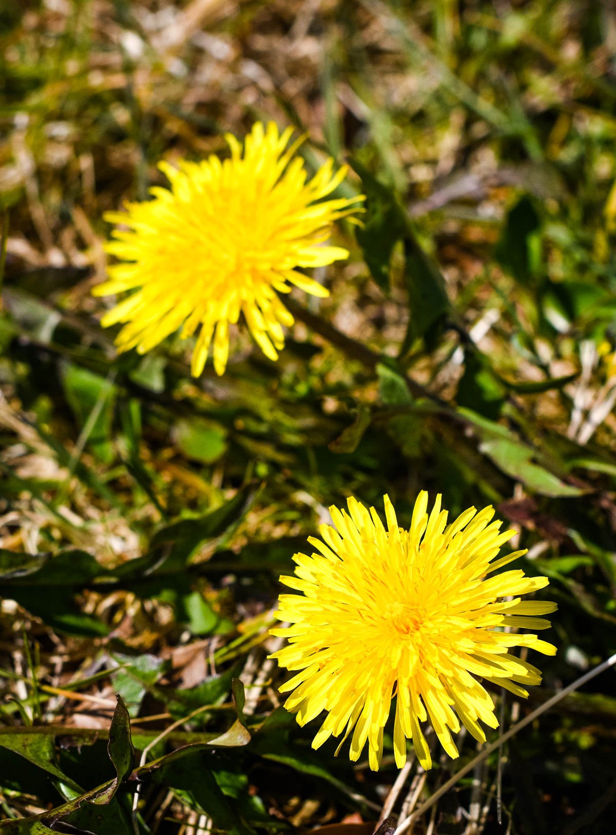 are yellow dandelions poisonous to dogs